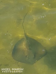 Hemitrygon fluviorum