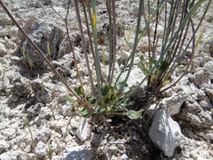 Eriogonum arizonicum