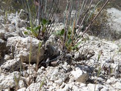 Eriogonum arizonicum