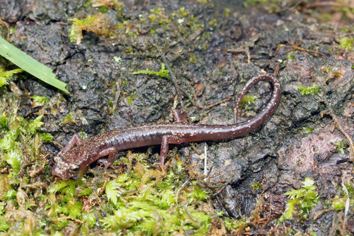 El Cielo Salamander