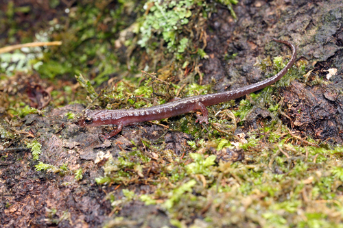 El Cielo Salamander