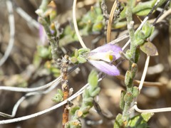Hebecarpa macradenia