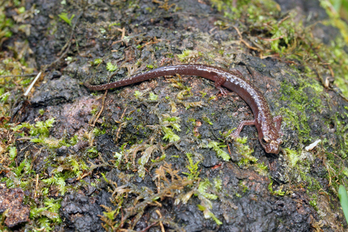 El Cielo Salamander