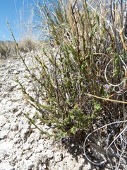 Hebecarpa macradenia