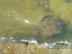 Hemitrygon fluviorum