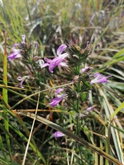 Justiciinae
