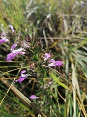 Justiciinae