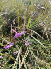 Justiciinae