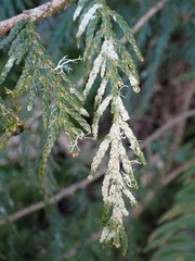 Fellhanera bouteillei