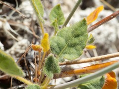 Eriogonum arizonicum