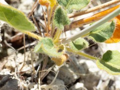 Eriogonum arizonicum