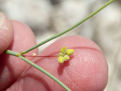Eriogonum arizonicum
