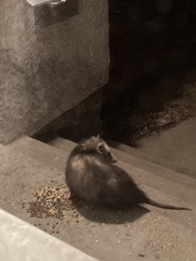 Didelphis virginiana