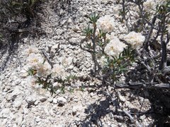 Eriogonum ripleyi
