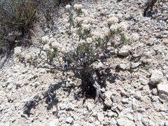 Eriogonum ripleyi
