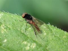 Callomyiinae