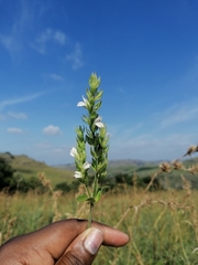 Isoglossa