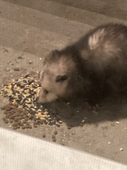 Didelphis virginiana