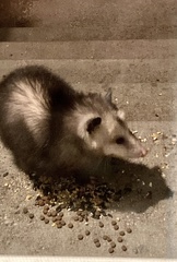 Didelphis virginiana