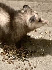 Didelphis virginiana