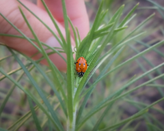 Hippodamia convergens