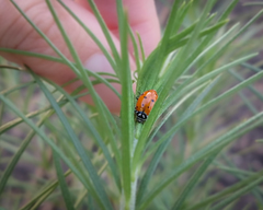 Hippodamia convergens