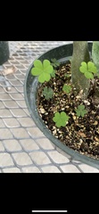 Oxalis corniculata