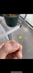 Oxalis corniculata
