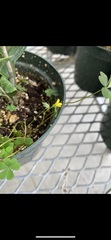 Oxalis corniculata