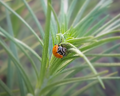 Hippodamia convergens