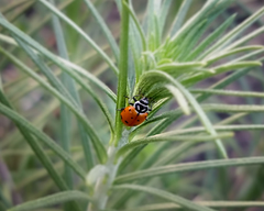 Hippodamia convergens