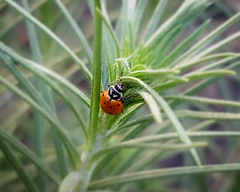 Hippodamia convergens
