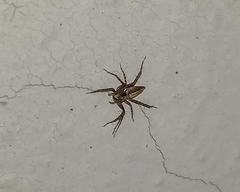 Oxyopes