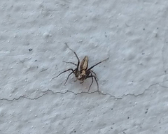 Oxyopes