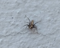 Oxyopes
