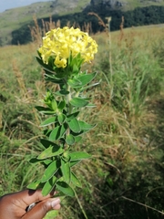 Lasiosiphon anthylloides