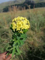 Lasiosiphon anthylloides