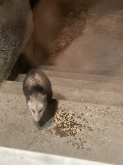 Didelphis virginiana