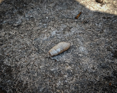 Rumina decollata