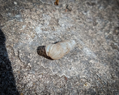 Rumina decollata
