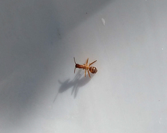 Camponotus