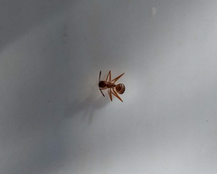 Camponotus