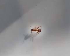 Camponotus