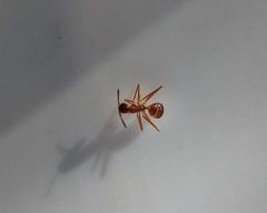 Camponotus