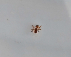Camponotus