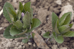 Physochlaina orientalis