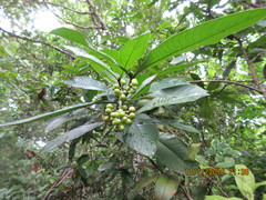 Psychotria flava