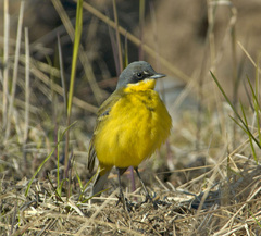 Motacilla flava thunbergi