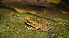Incilius cavifrons
