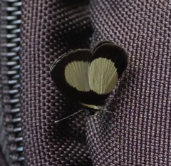 Psychonotis piepersii